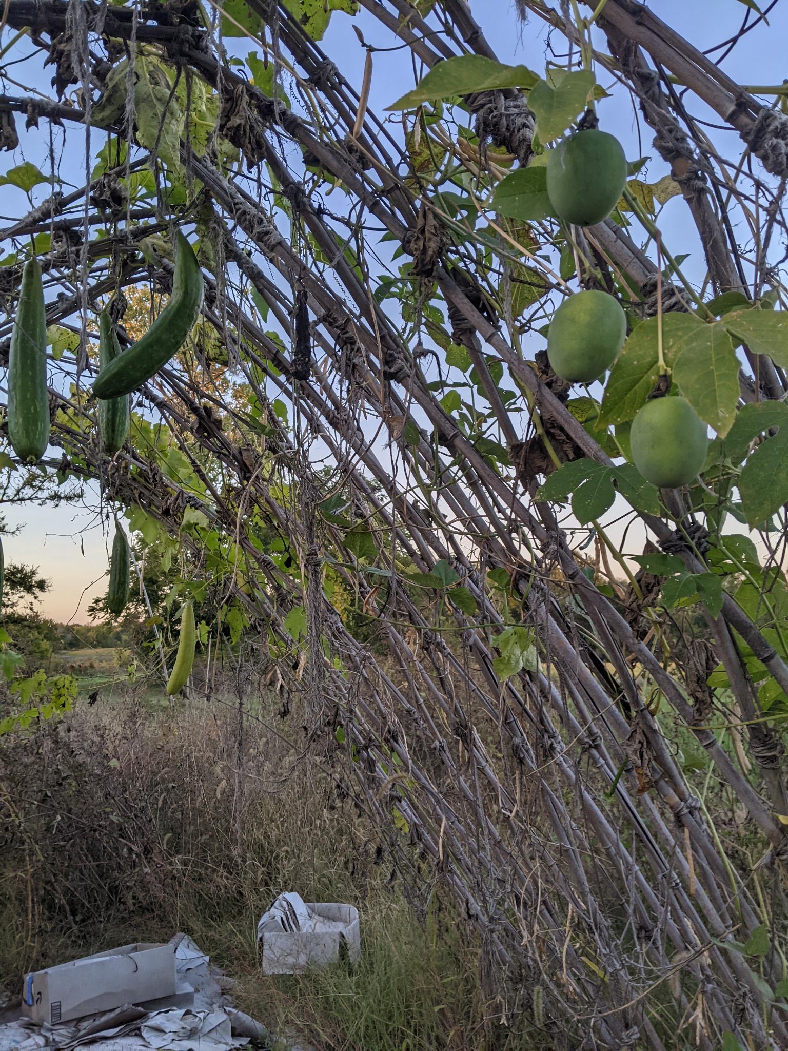 Passiflora incarnata, Luffa aegyptica, Vigna unguiculata Early fall fall shot of trellis covered in tan dried cowpea vine and pods, hanging luffa gourds, green passionfruit the size of hen eggs, and dry tall grass overgrowing the garden in the background and trash cardboard meant for sheetmulching in the midground