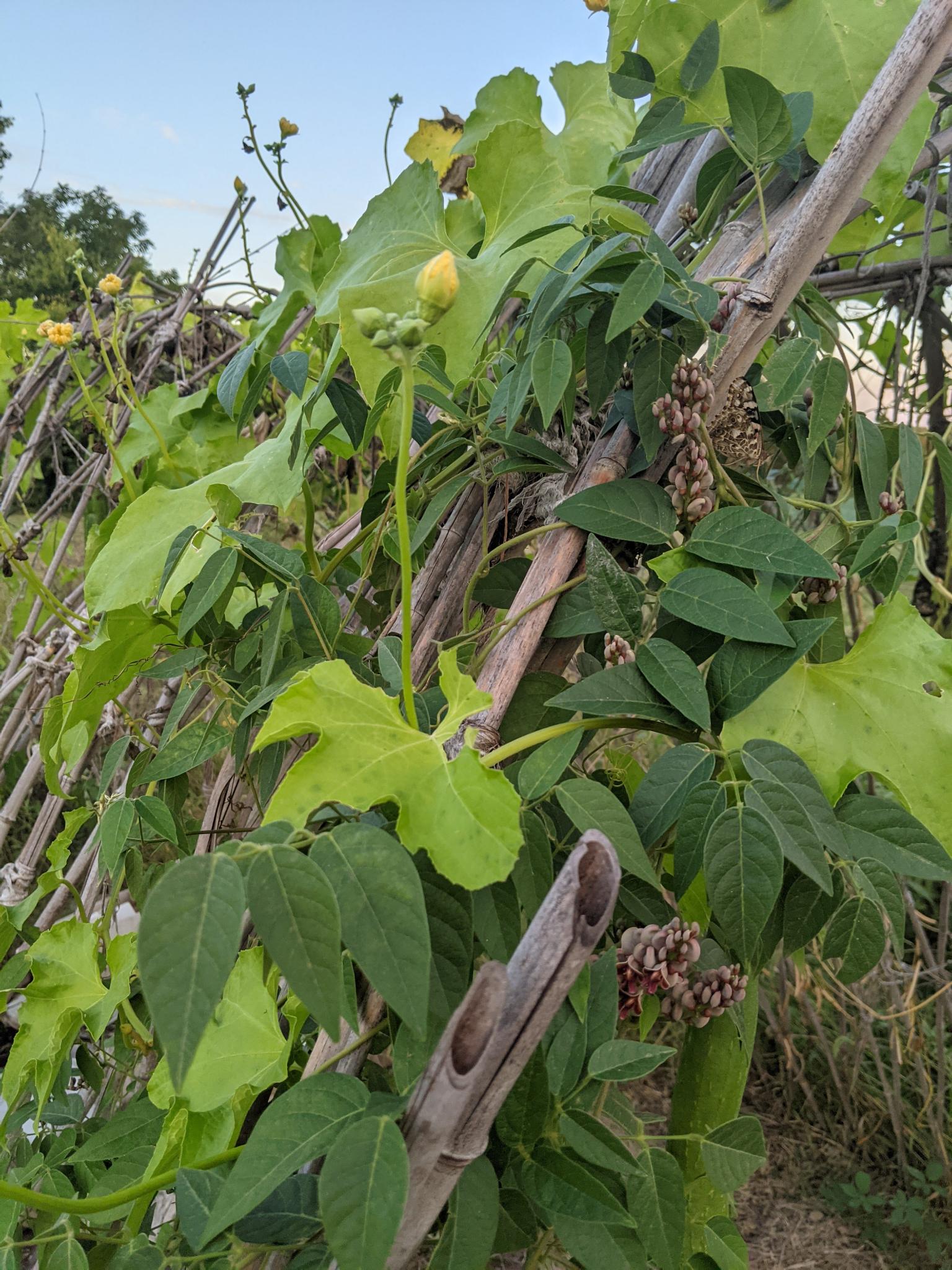 Luffa aegyptica, Apios americana Closeup of luffa flower stems arching upwards with bud clusters and a bright yellow bud up top, large luffa leaves, dark green compound/pennate groundnut leaves with clusters of their mauve, pea-like flowers