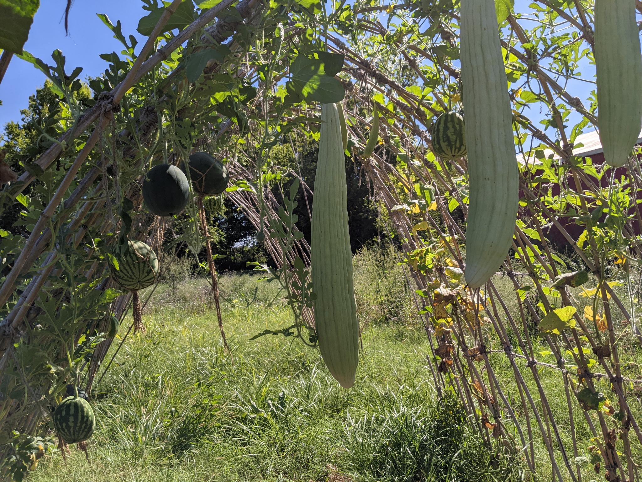 Cucumis melo var. flexuosus, Citrullus lanatus, Cucumis sativus, Luffa Aegyptica Standing under the trellis looking at afternoon sun backlit dangling Armenian Cucumbers, watermelons of different varieties some hanging in macrame baskets, senescing cucumber plants, and luffa gourd in the distance among the bright green illuminated leaves