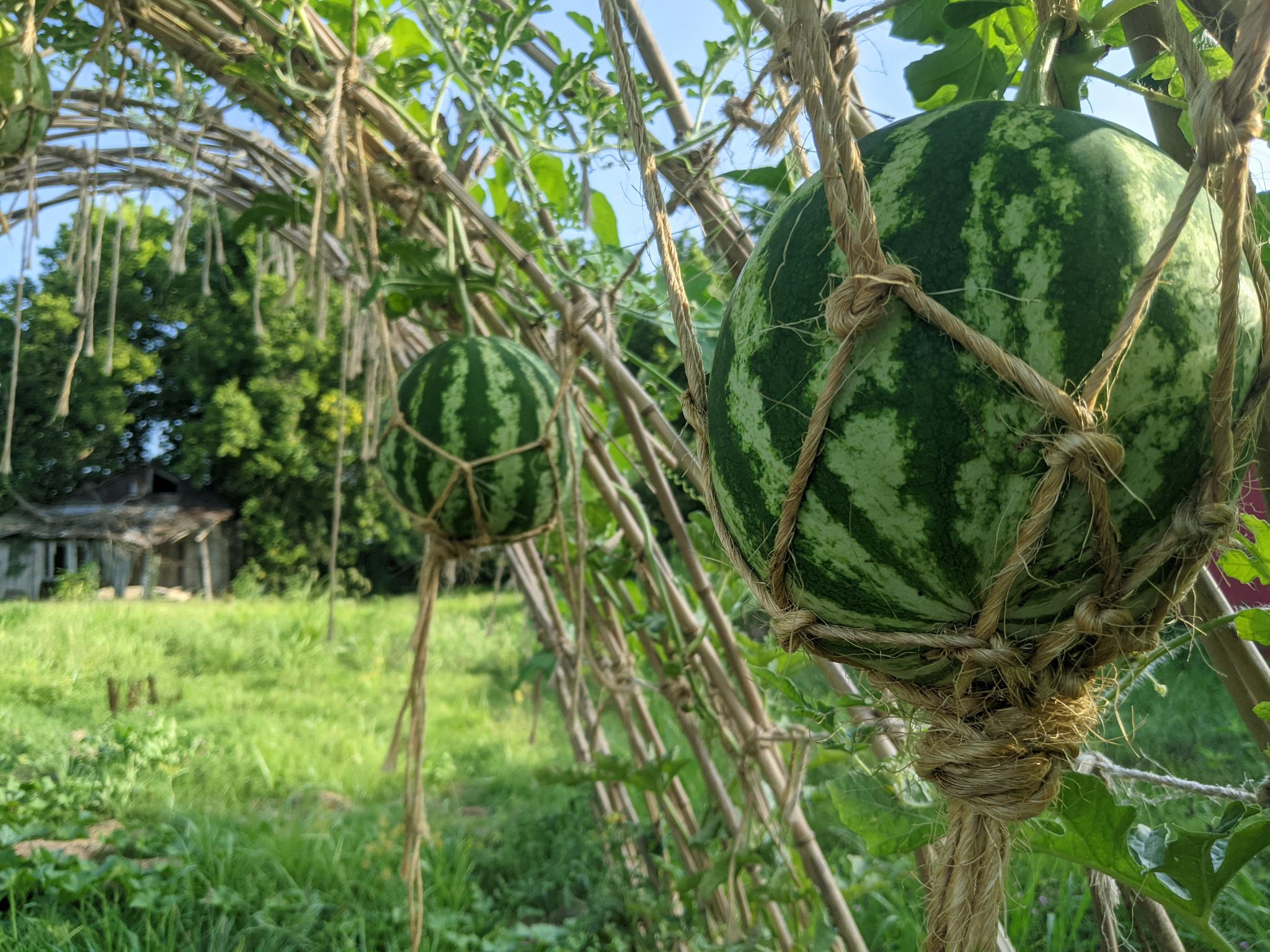 Citrullus lanatus Closeup of striped green watermelon in sisal macrame hammock, lightly lit by afternoon sun